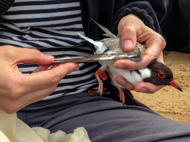 XP,Hooded Plover,Rye,091214,-2 (4)