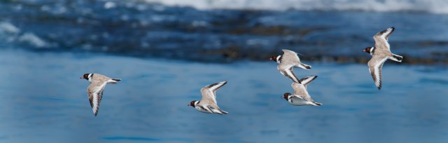 Hooded Plover,Point Nepean,240417,-31-Edit