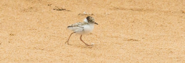 MC,Hooded Plover,Rye,070316,-195 (6)
