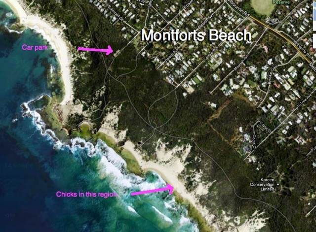 Montfords Beach chicks Dec 2012