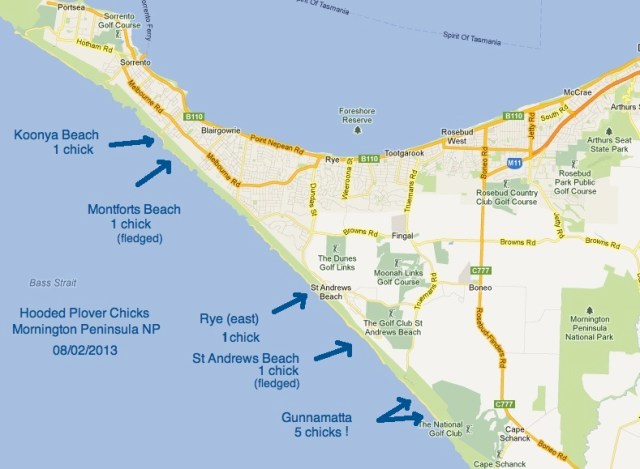 Chicks on Morn Pen 2013