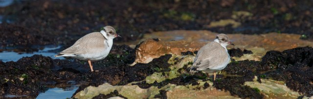 Hooded Plover,Point Nepean,010517,-260-Edit