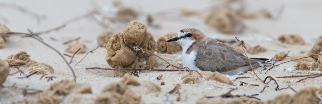 Red-capped Plover,Point Leo,021116,-84