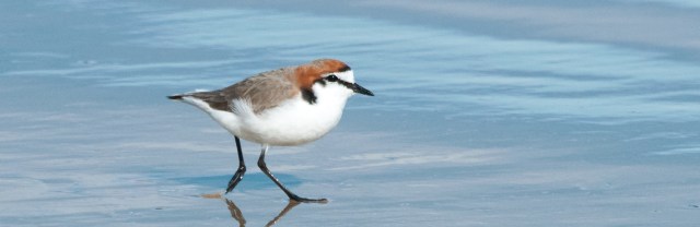 Red-capped Plover,Point Leo,140916,-26
