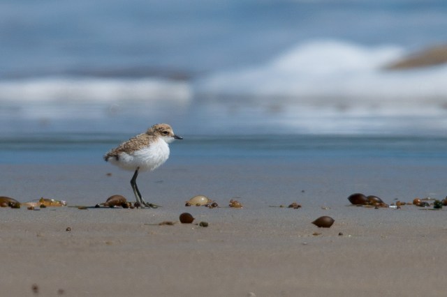 Red-capped Plover,Point Leo,250117,-130