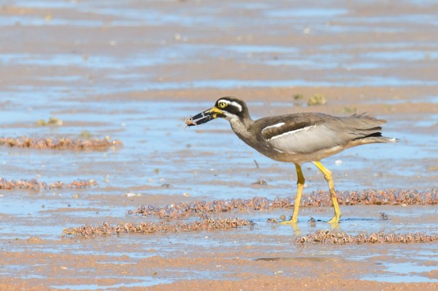 Beach Stone Curlew, Broome