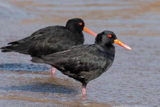 Sooty Oystercatcher, Rye
